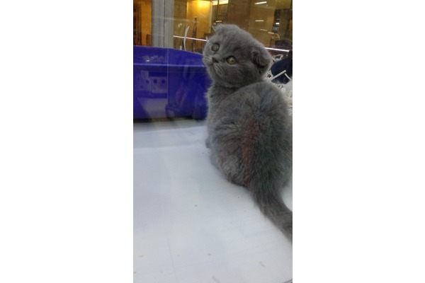 Çırpan Mah. kedi ilanı ver