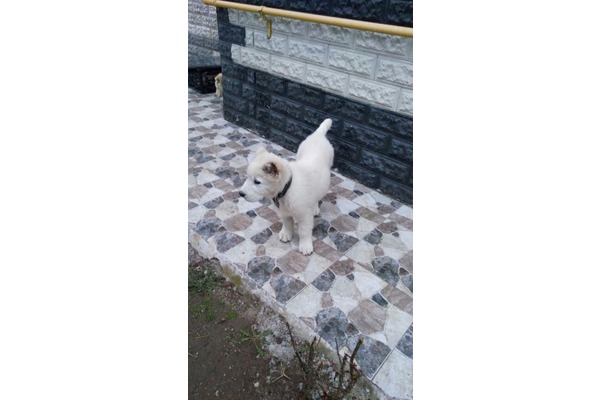 Büyükkarıştıran Bld. köpek ilanı ver