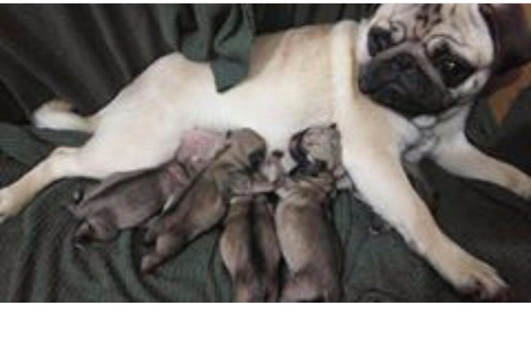 Dişi köpek Şükrü Paşa Mah.
