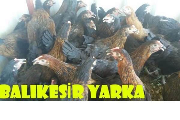 Büyükakçaalan Köyü hayvanlar ilanları
