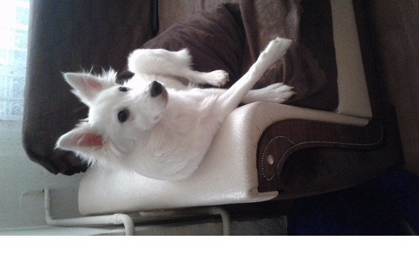 Diğer köpek ırkı Sahibinden Ambarlı Mah.
