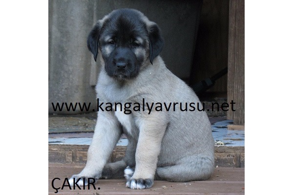 Kangal Sahibinden Aktepe Mah.