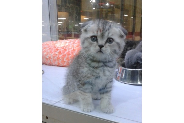 Scottish fold 0-3 Aylık