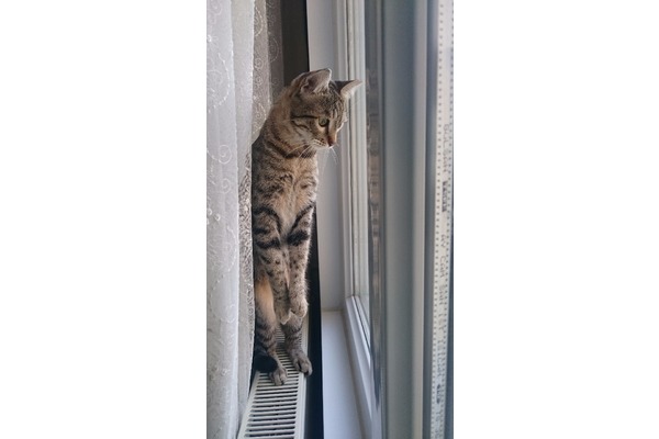 Tekir Dişi kedi