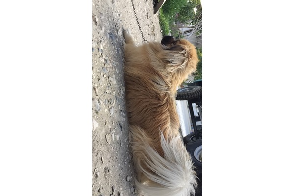 Meltem Mah. köpek ilanı