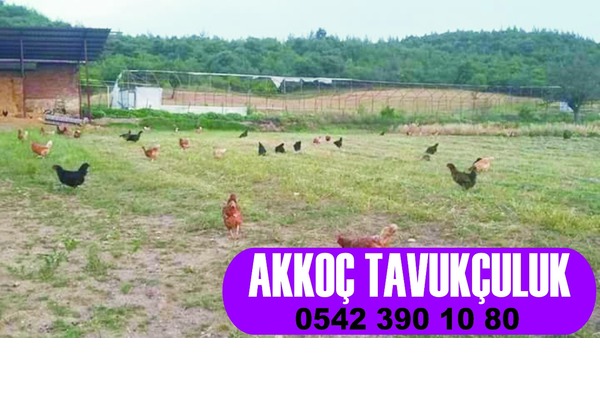 Büyükakçaalan Köyü hayvanlar ilanı ver