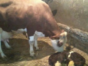 simental süt inekleri Aralık Köyü hayvanlar fiyatları