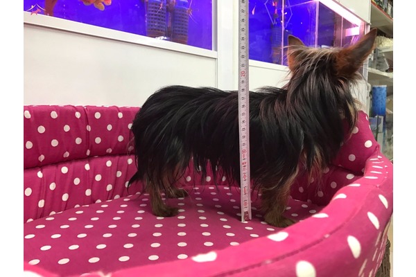 Yorkshire terrier Sahibinden 0 TL