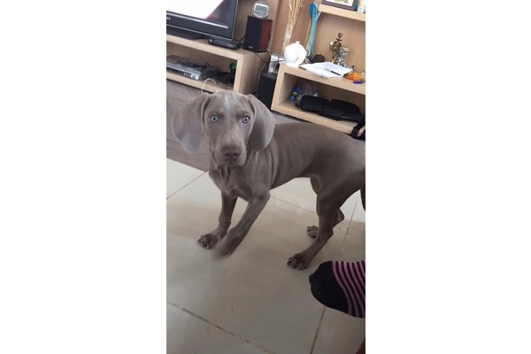 köpek ilanlari Çengelköy Mah.