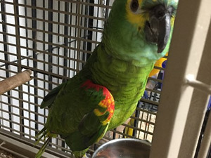  Sarı alınlı amazon papağanı fiyatları