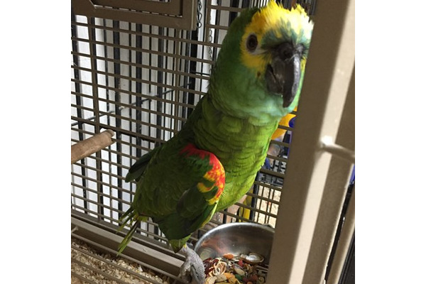 Sarı alınlı amazon papağanı fiyatları