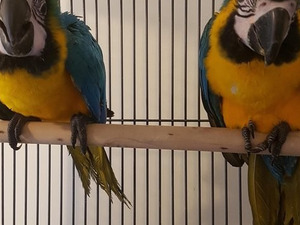  Sarı mavi ara papağanı 6-12 Aylık