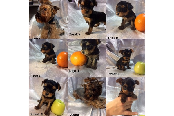 Yorkshire terrier Sahibinden Çankaya Mah.