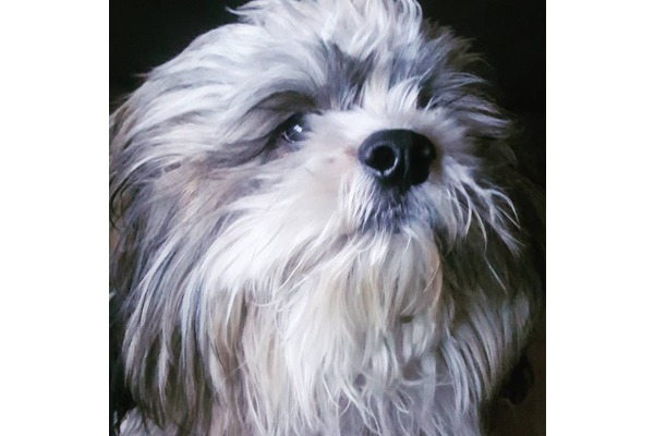 köpek Shih-Tzu fiyatları