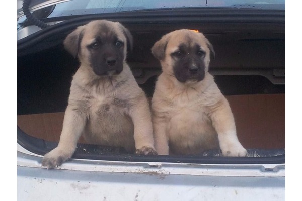aksaray malaklı kangal