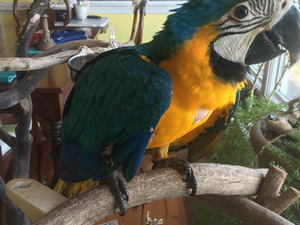  Sarı mavi ara papağanı 6-12 Aylık Özce Köyü