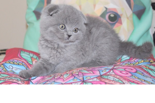 kedi Scottish fold fiyatları
