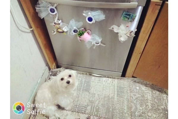 Maltese terrier köpek Şişli