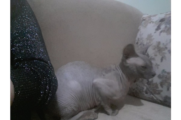 kedi Sphynx fiyatları