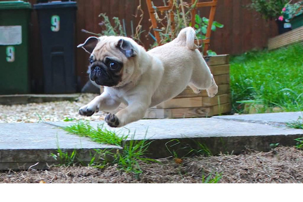 Pug Dişi ve Erkek köpek