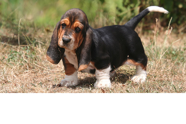 Kurdali Mah. köpek ilanları