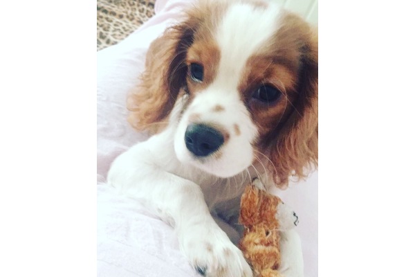 Merkez Mah. Cavalier king Charles ilanları