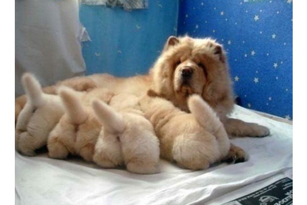 Chow Chow Sahibinden İnceler Bld.