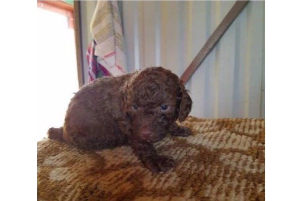 köpek Poodle fiyatları