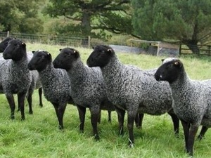 damızlık keçi Yeşiltepe Mah. hayvanlar ilanı