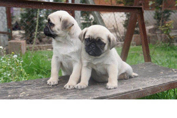 Pug Çengelköy Mah.