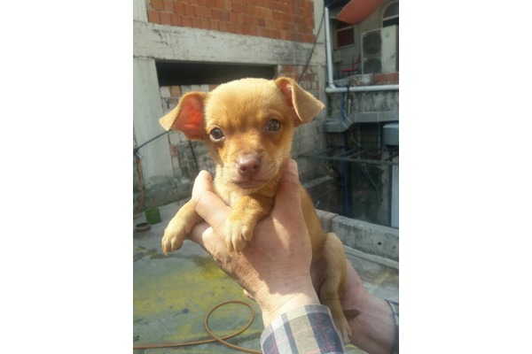 Vatan Mah. köpek ilanları