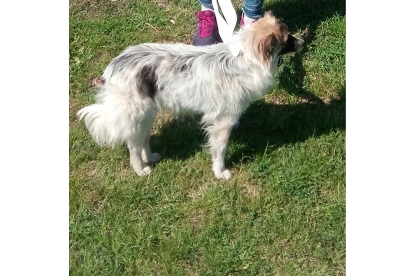Diğer köpek ırkı Dişi Gökçeköy Köyü