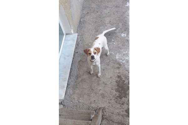 köpek ilanlari Buğday Pazarı Mah.