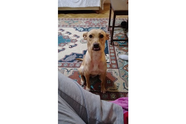 köpek Pinscher fiyatları
