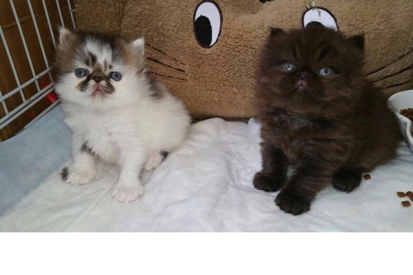 Çengelköy Mah. kedi ilanları