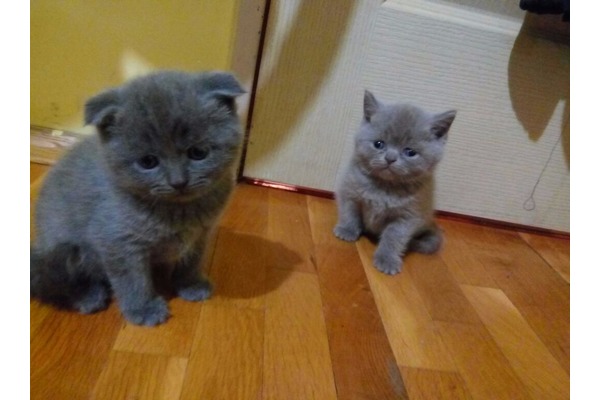 Scottish fold 0-3 Aylık