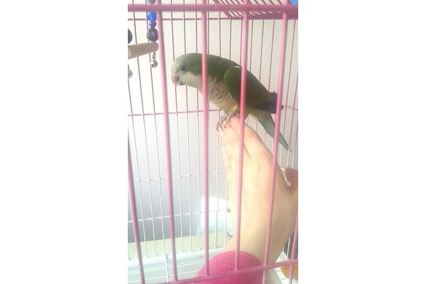 Diğer papağan Sahibinden 750 TL