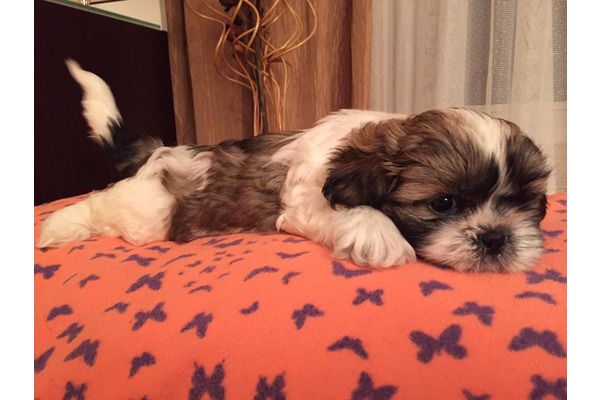 Shih-Tzu Erkek köpek