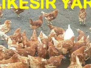 Çınarköy Köyü hayvanlar ilanı