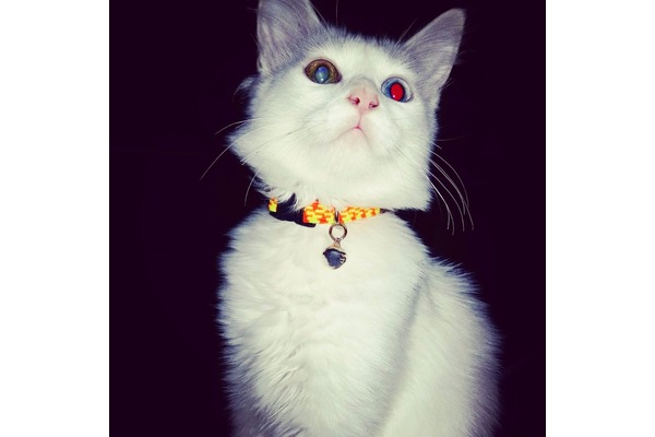 kedi Van fiyatları
