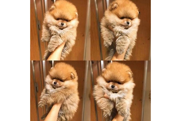 Pomeranian Sahibinden Şenlikköy Mah.