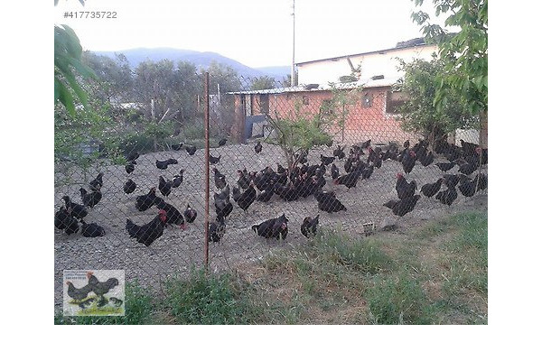 Yayla Mah. hayvanlar ilanları