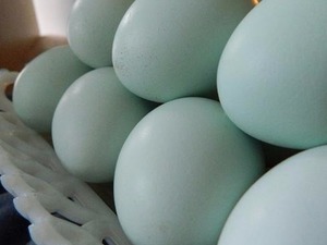 tavuklara %100 orginal günlük mavi yeşil bordo yumurtalar