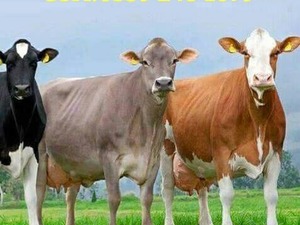 süt inekleri Orta Mah. hayvanlar ilanı
