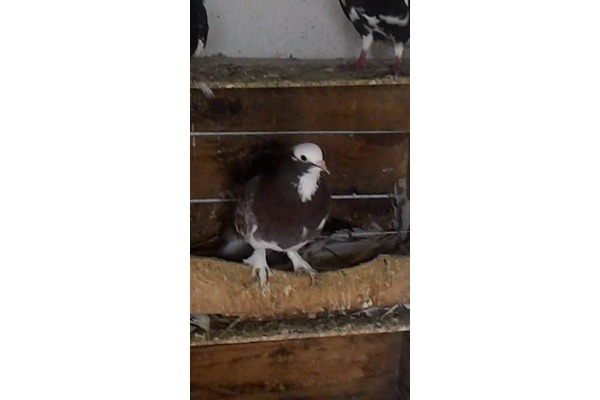 Konak Mah. hayvanlar ilanı