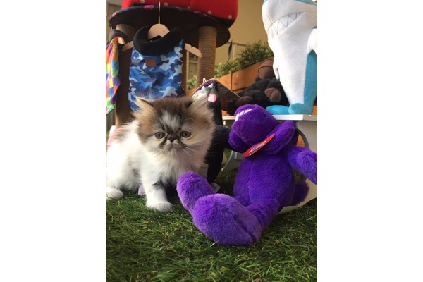 İran Erkek kedi