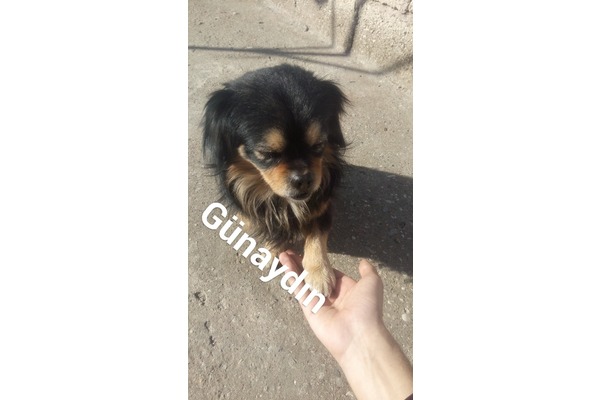 Yavuzlar Mah. köpek fiyatları