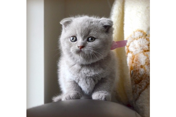 Scottish fold kedi Fatih