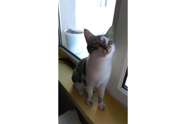 Kentkoop Mah. kedi ilanları