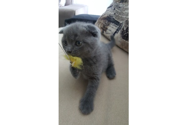 Scottish fold kedi Buca